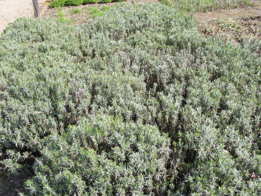 Plantenfiche-Lavandula-angustifolia-Echte-lavendel-