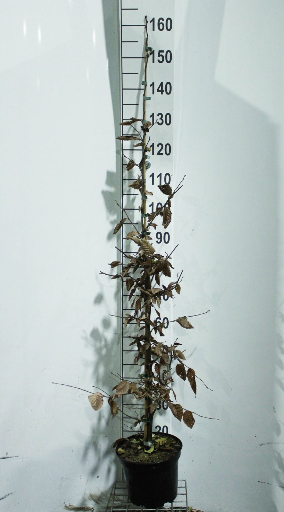 Carpinus betulus - pot 5L - 125-150 cm