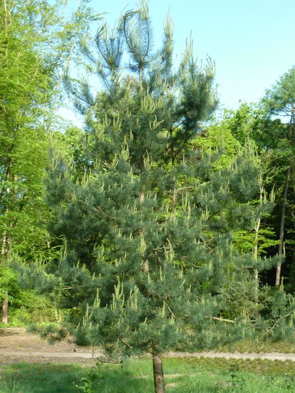 Plantenfiche-Pinus-sylvestris
