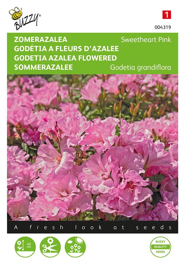 Buzzy-Godetia-Zomer-Azalea-Salmon-Princess