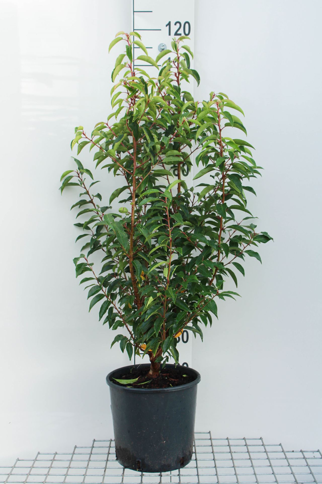 Prunus lusitanica 'Angustifolia' - pot 10L - 100-125 cm