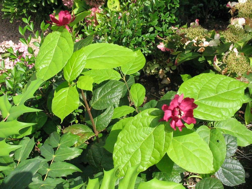 Plantenfiche-Calycanthus-x-raulstonii-Hartlage-Wine-