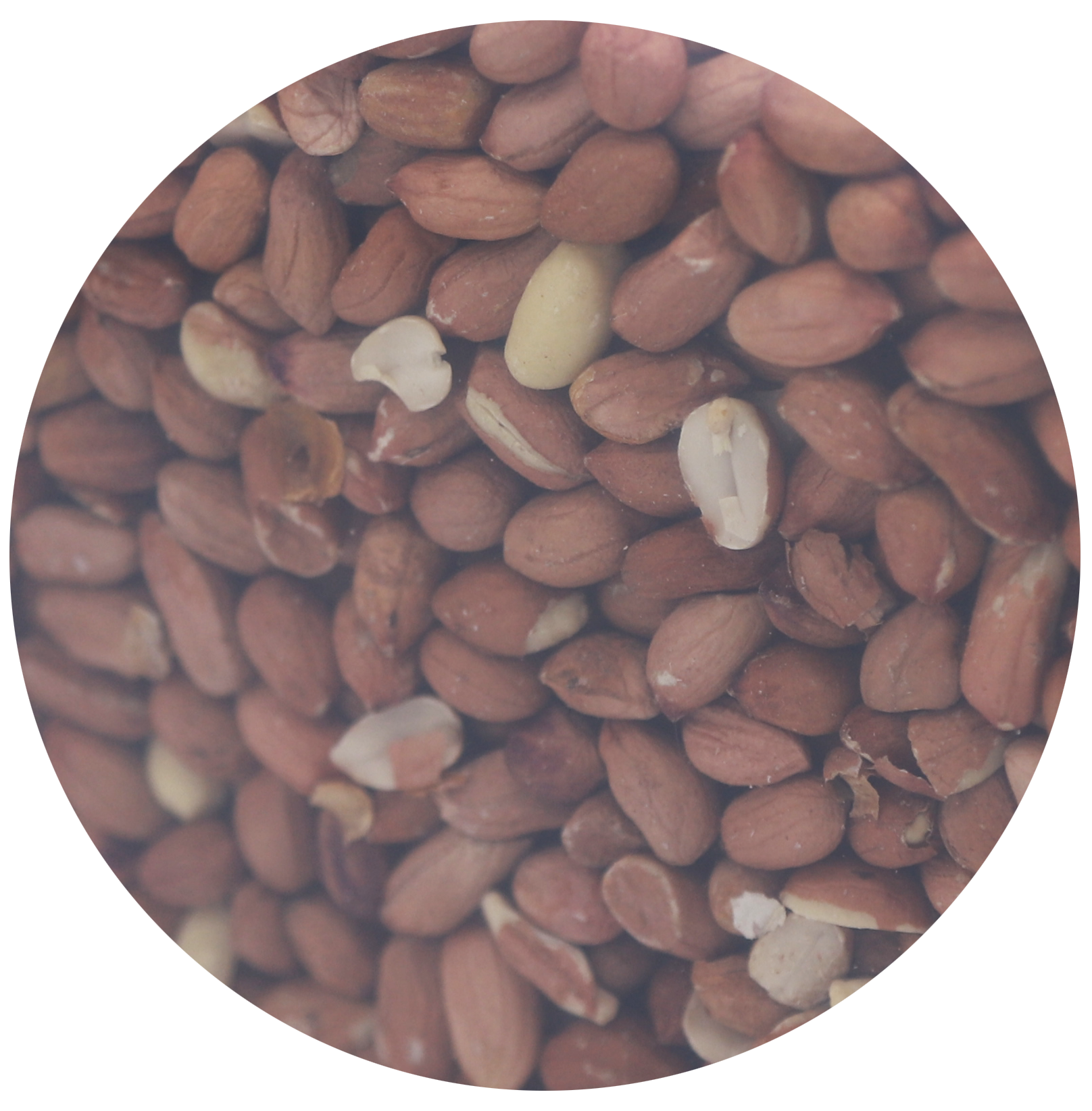 Famiflora Cacahuètes Nourriture pour oiseaux - Seau de 5kg - Naturelle - Haute énergie - Nourriture d'hiver pour oiseaux