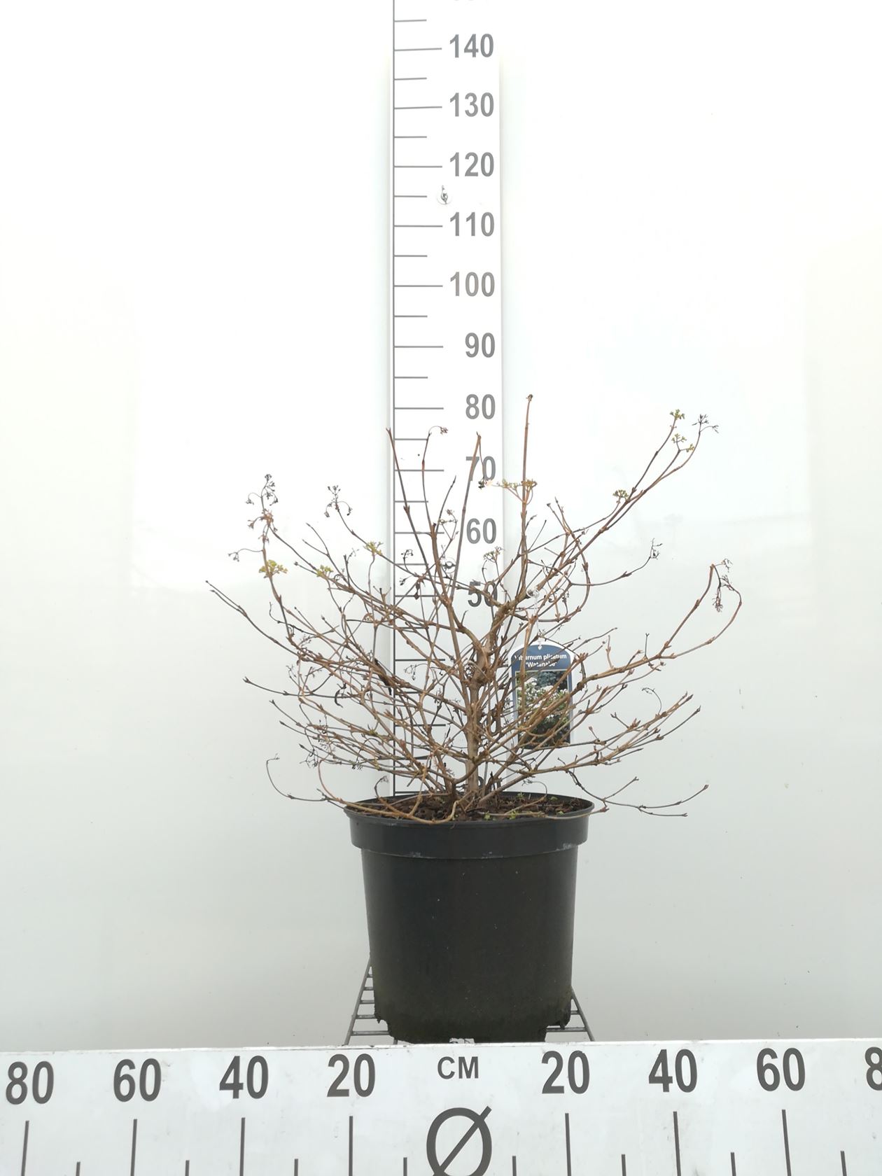 Viburnum plicatum 'Watanabe' - pot 10L - 40-50 cm