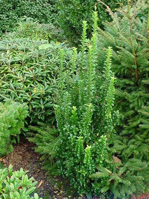 Euonymus japonicus 'Green Spire' - pot - 30-40 cm