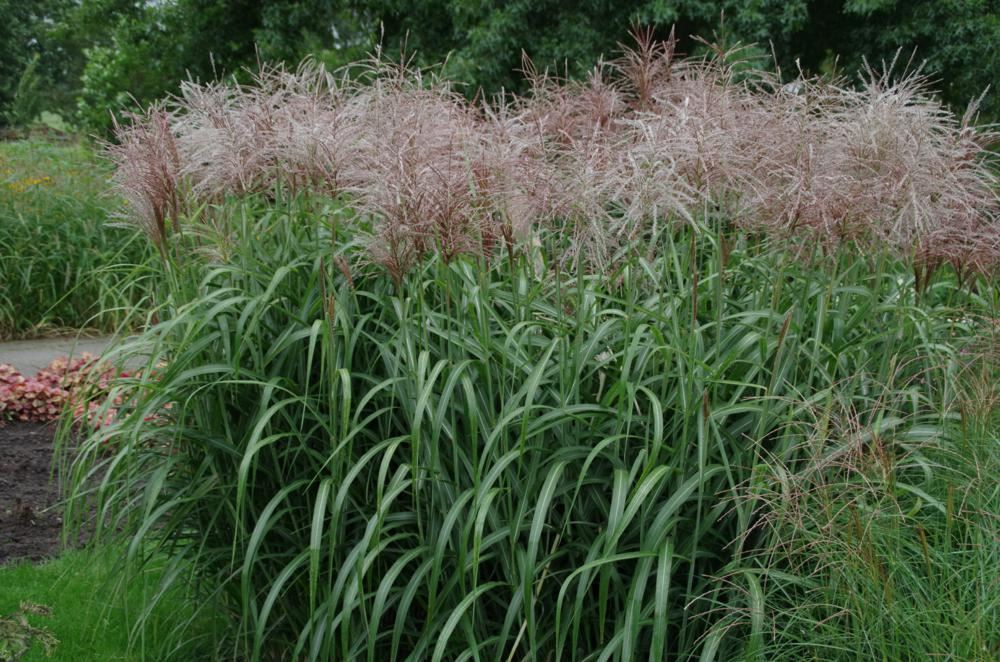 Plantenfiche-Miscanthus-sinensis-Ards-Angel-