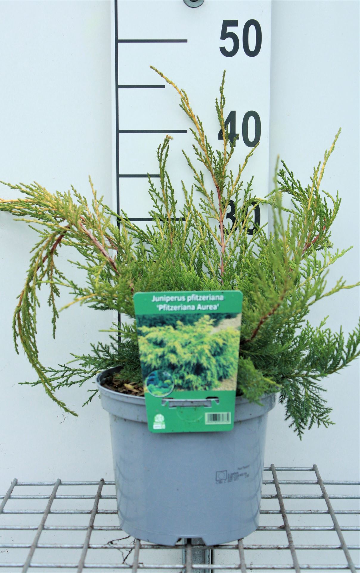 Juniperus x pfitzeriana 'Pfitzeriana Aurea' - pot - 25-30 cm