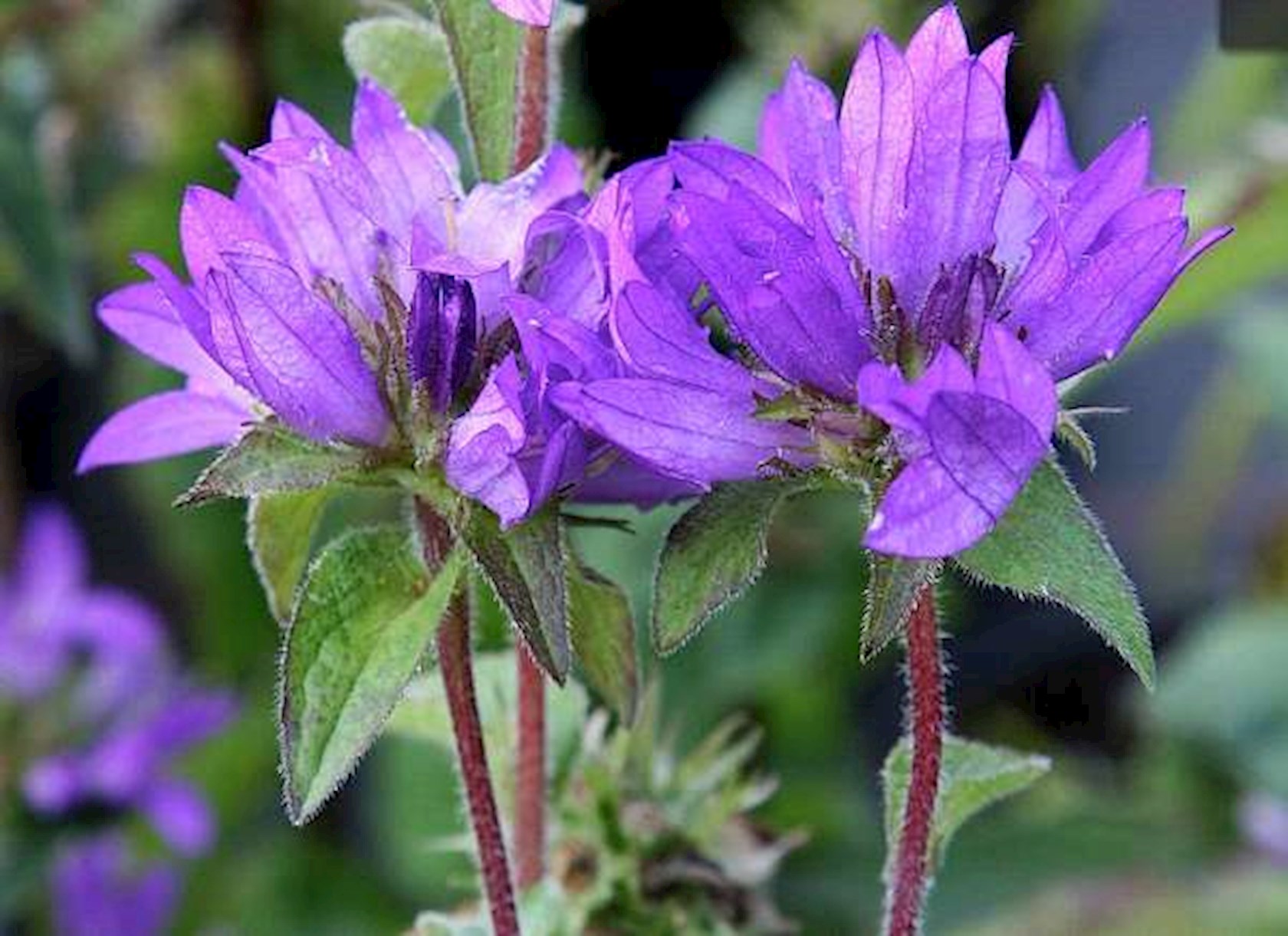 Plantenfiche-Campanula-glomerata-Superba-