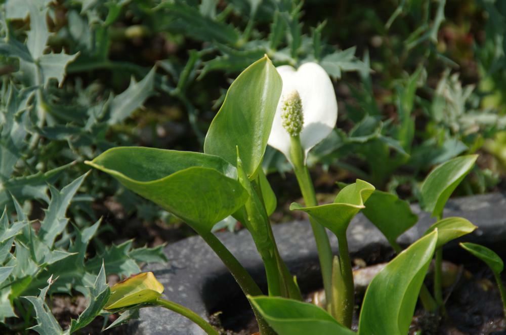 Plantenfiche-Calla-palustris