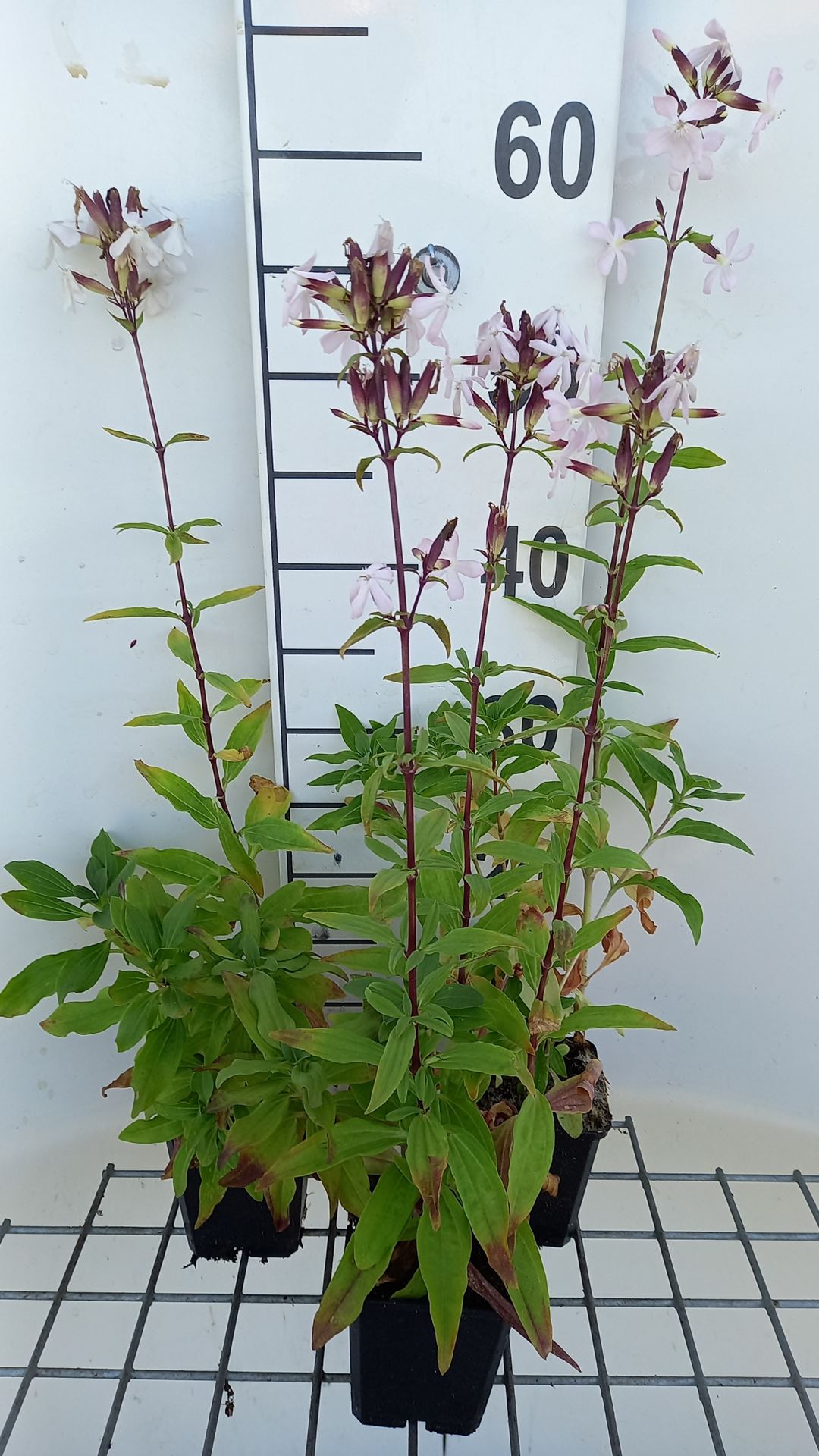 Saponaria officinalis - pot 9x9 cm (Zeepkruid 'Gewoon Zeepkruid')