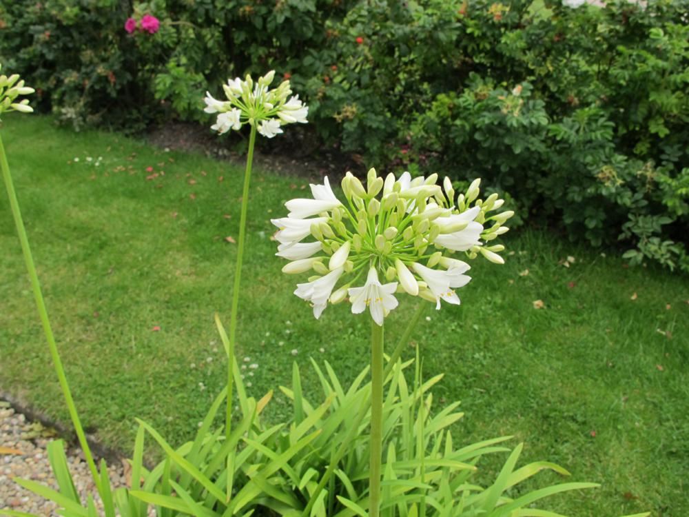 Plantenfiche-Agapanthus-Polar-Ice-