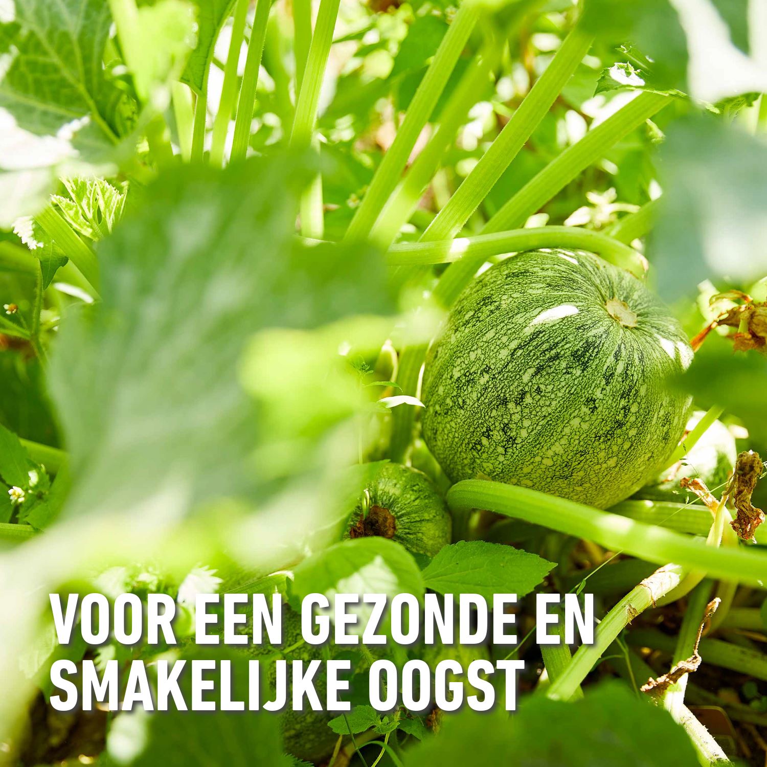 Vloeibare-meststof-groenten-fruit-1-l