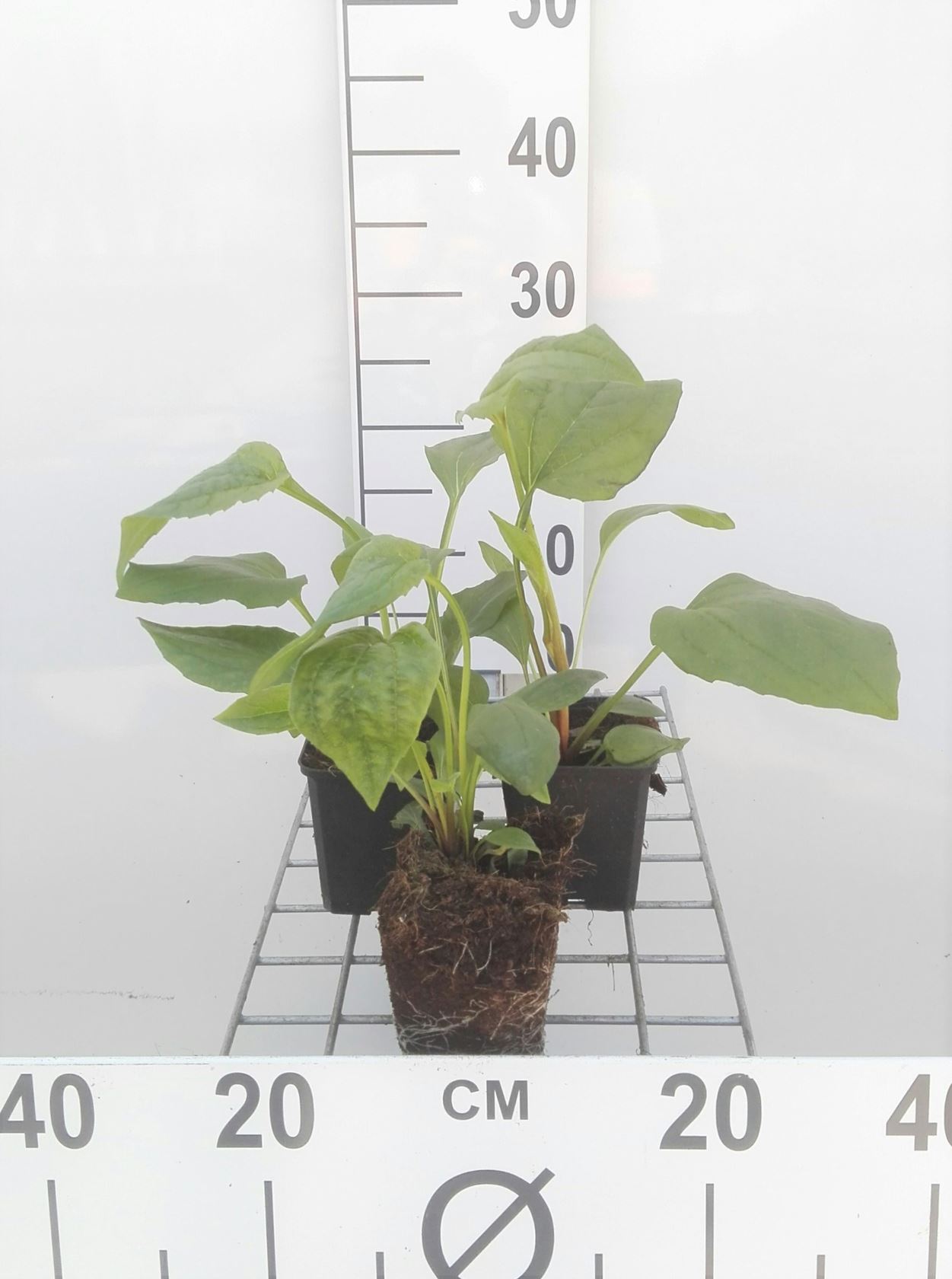 Echinacea purpurea - pot 9x9 cm (Echinacea purpurea)