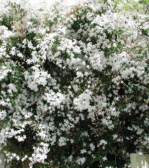 Jasminum officinale - pot 4,5L - 80-100 cm