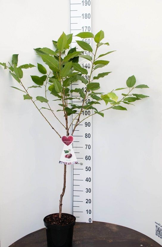 Prunus avium 'Hedelfinger Riesenkirsche' - pot - Touffu