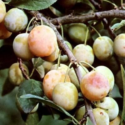 Prunus domestica 'Mirabelle de Nancy' - blote wortel - struik