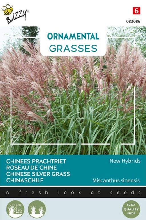 Buzzy-Ornamental-Grasses-Miscanthus-sinensis-Neue-Hybriden