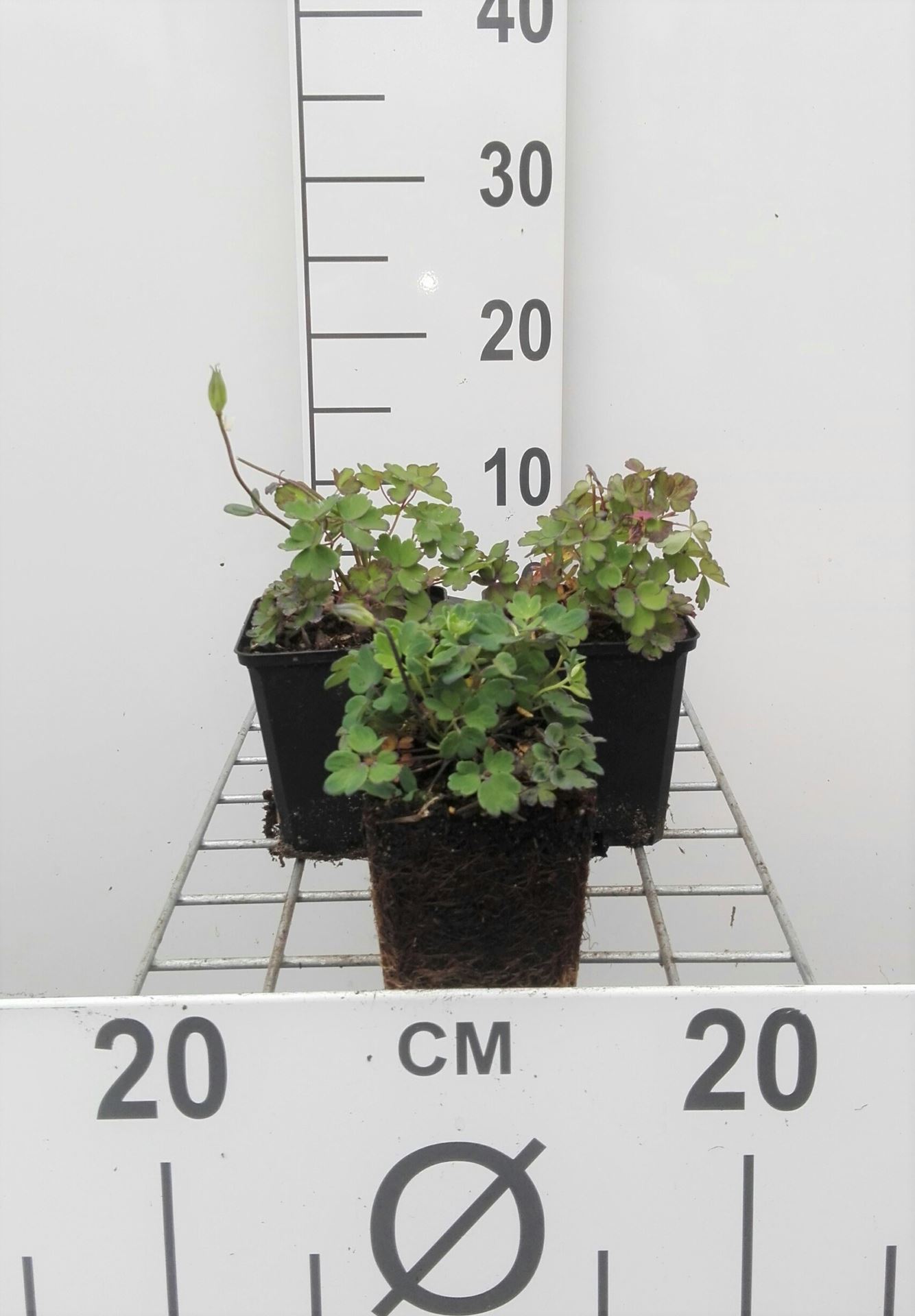 Aquilegia flabellata 'Ministar' - pot 9x9 cm