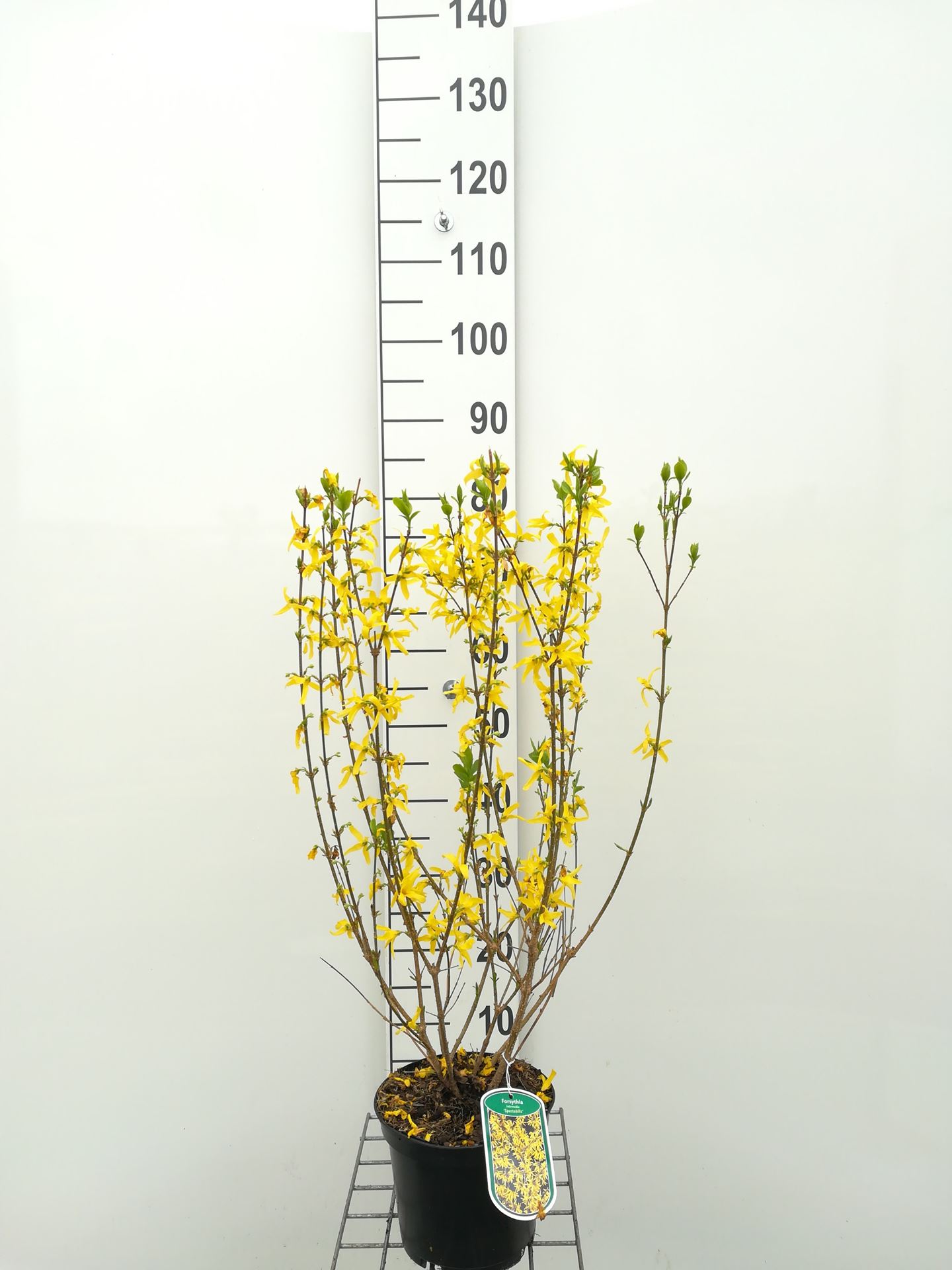 Forsythia x intermedia 'Spectabilis' - pot - 50-60 cm