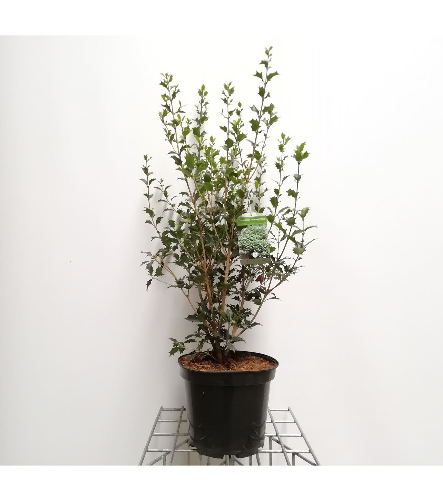 Osmanthus heterophyllus - pot 10L - 60-80 cm