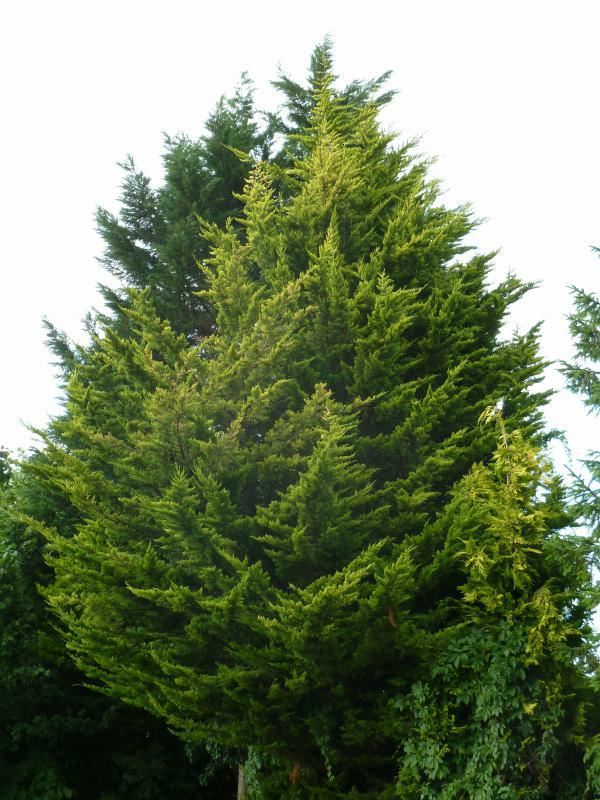 Plantenfiche-xCupressocyparis-leylandii-Gold-Rider-