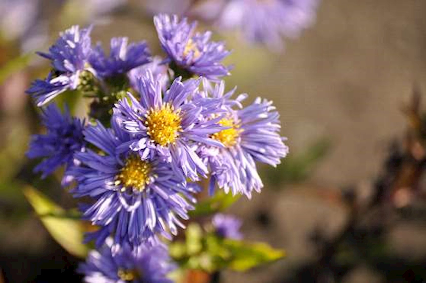 Plantenfiche-Aster-novi-belgii-Marie-Ballard-