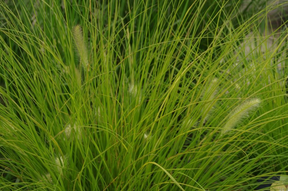 Plantenfiche-Pennisetum-alopecuroides-JS-Jommenik-