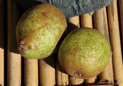 Pyrus communis 'Comtesse de Paris' (Gräfin von Paris, Paris) - racines nues - Touffu
