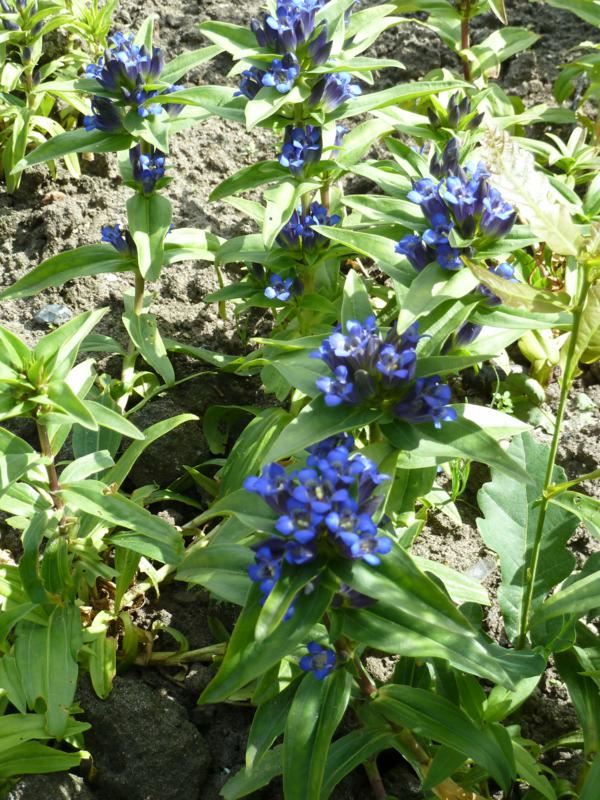 Plantenfiche-Gentiana-cruciata