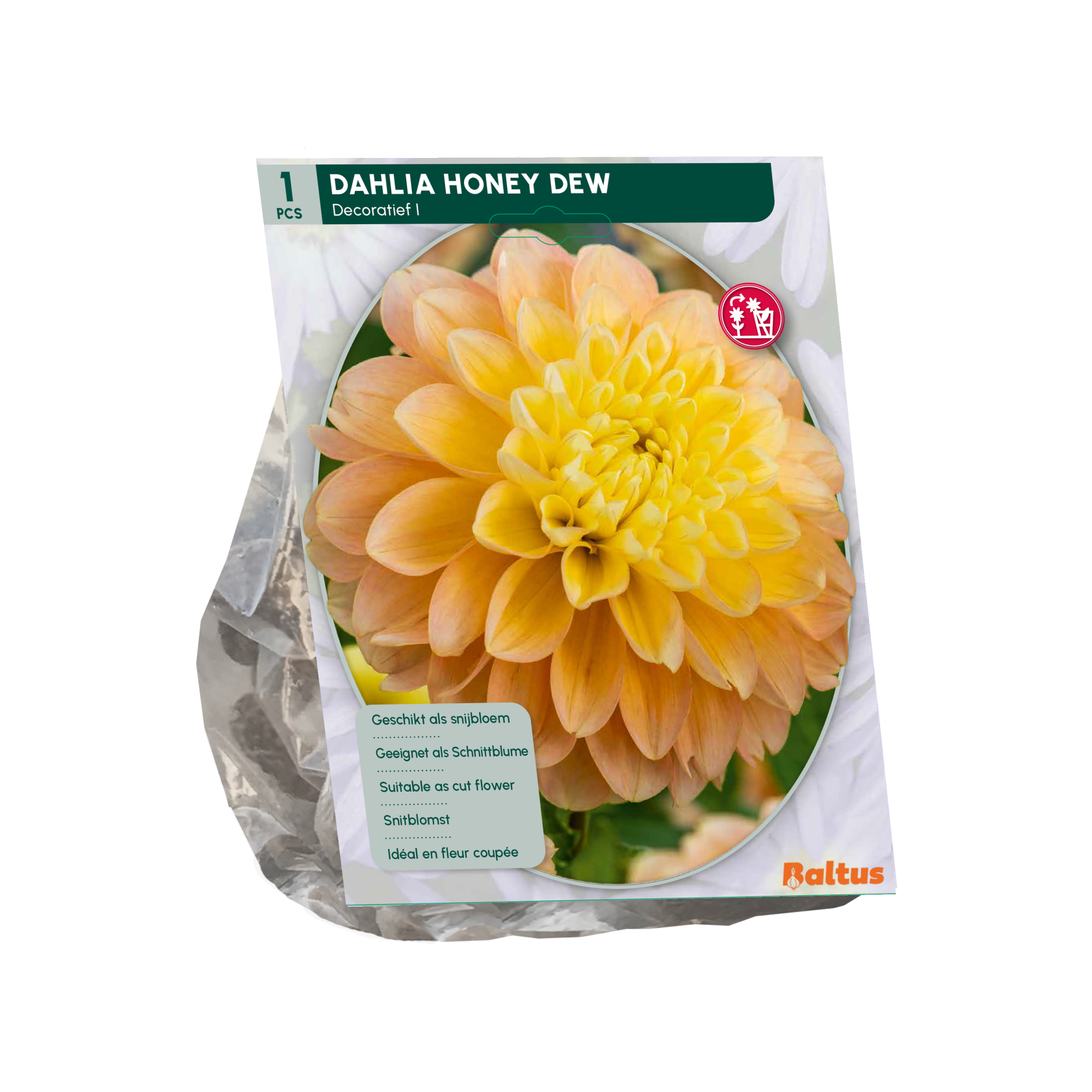 Baltus dahlia 'Honey Dew' - Najaarsbloeiers - 1 bol (geel)