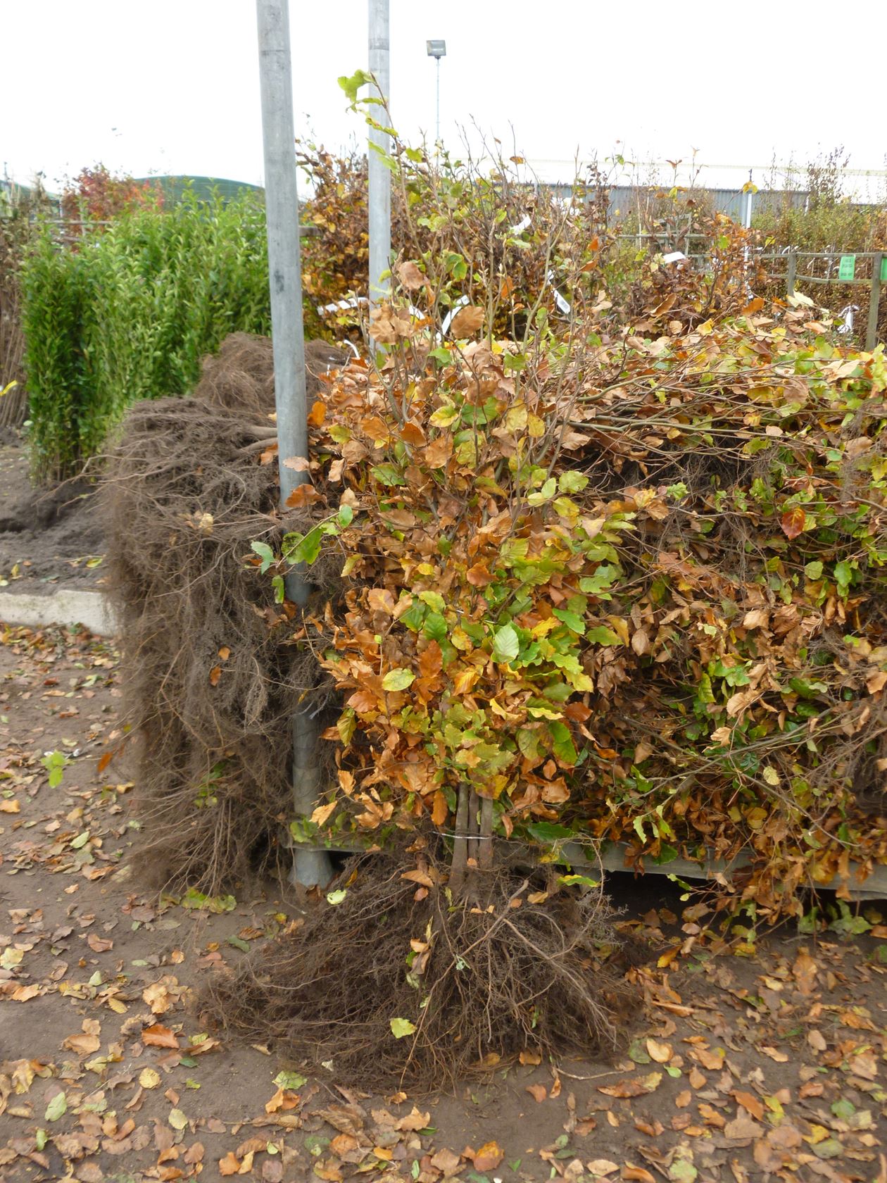 Fagus sylvatica - blote wortel - 100-125 cm - 1+2 (leeftijdscode)