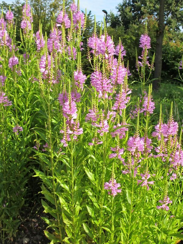 Plantenfiche-Physostegia-virginiana-Rosea-
