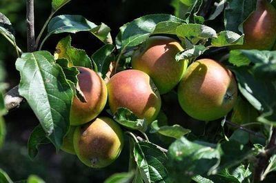 Malus domestica 'Cox's Orange Pippin' - pot - arbre semi-tige