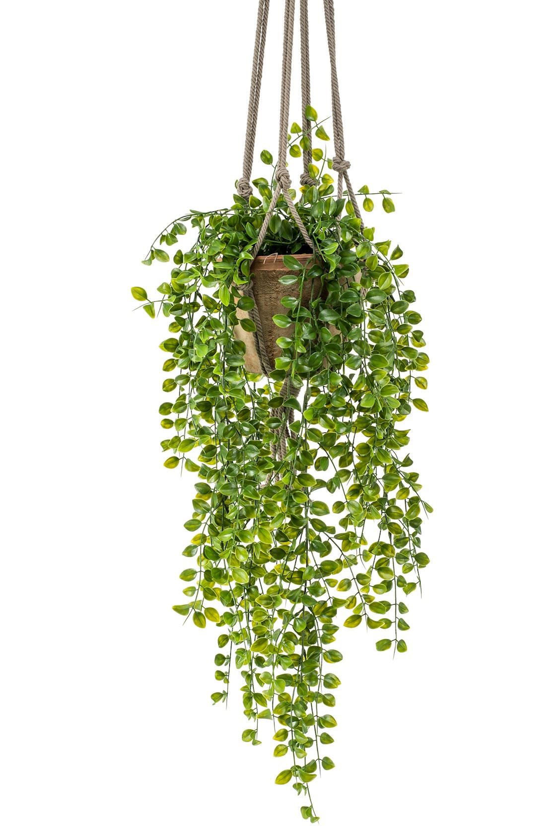 Ficus-pumila-hanging-bush-x6-80cm-in-tc-hanging-pot-aged-16cm
