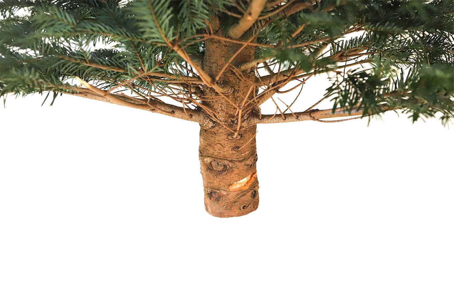 Echte-levende-kerstboom-Nordmann-150-175-cm-gezaagd-AA-kwaliteit