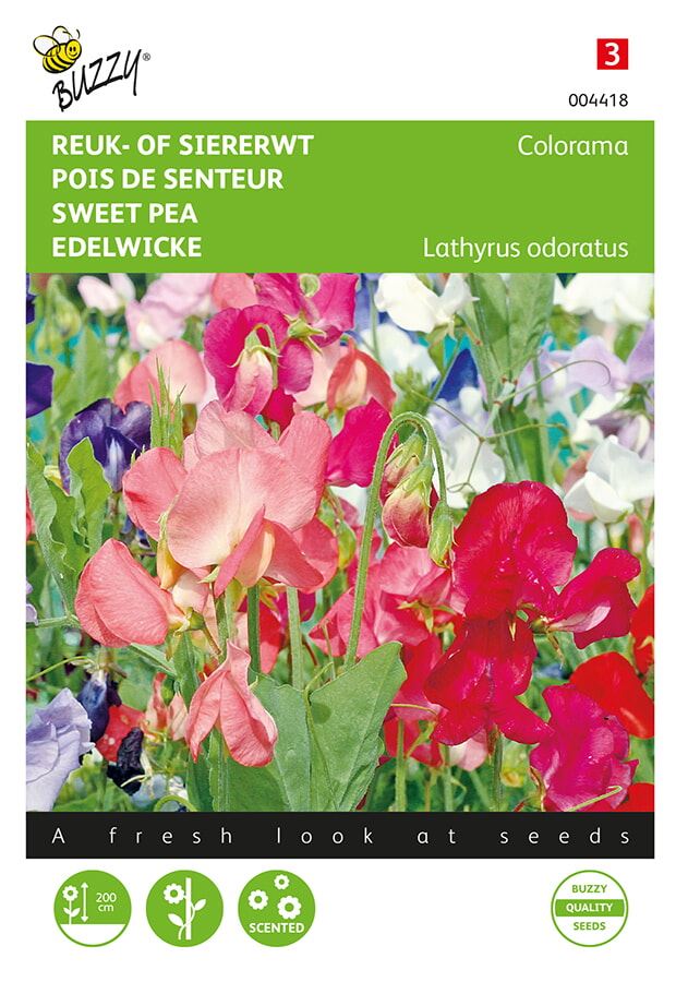 Buzzy-Lathyrus-Reuk-of-siererwt-Colorama