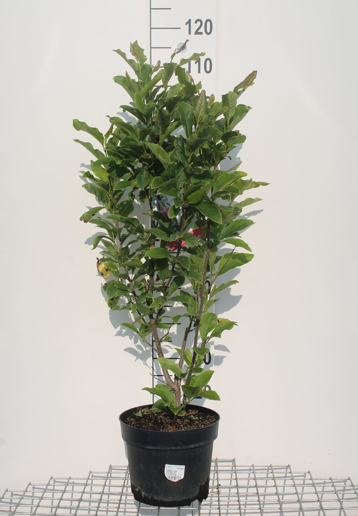 Magnolia 'Susan' - pot 10L - 60-80 cm