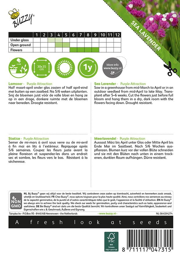 Buzzy-Limonium-Statice-sinuatum-Purple-Attraction