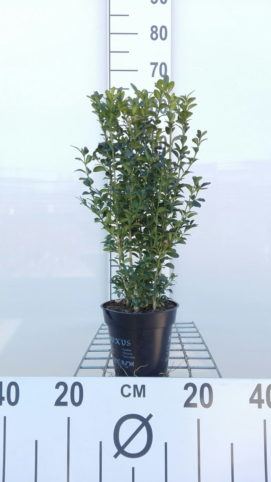Buxus sempervirens - pot - 25-30 cm