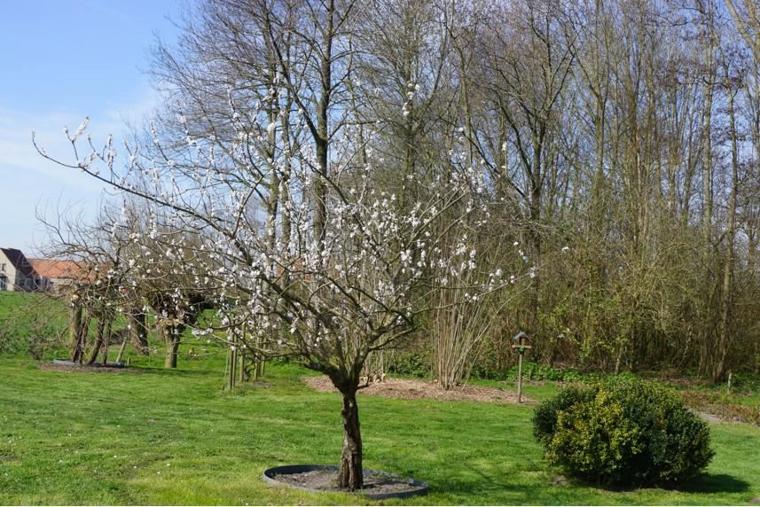 Plantenfiche-Prunus-dulcis