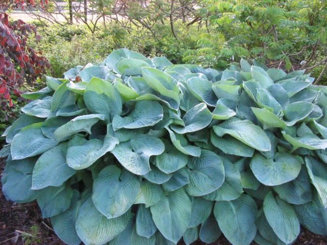 Plantenfiche-Hosta-Elegans-