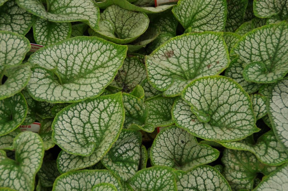 Plantenfiche-Brunnera-macrophylla-Sea-Heart-