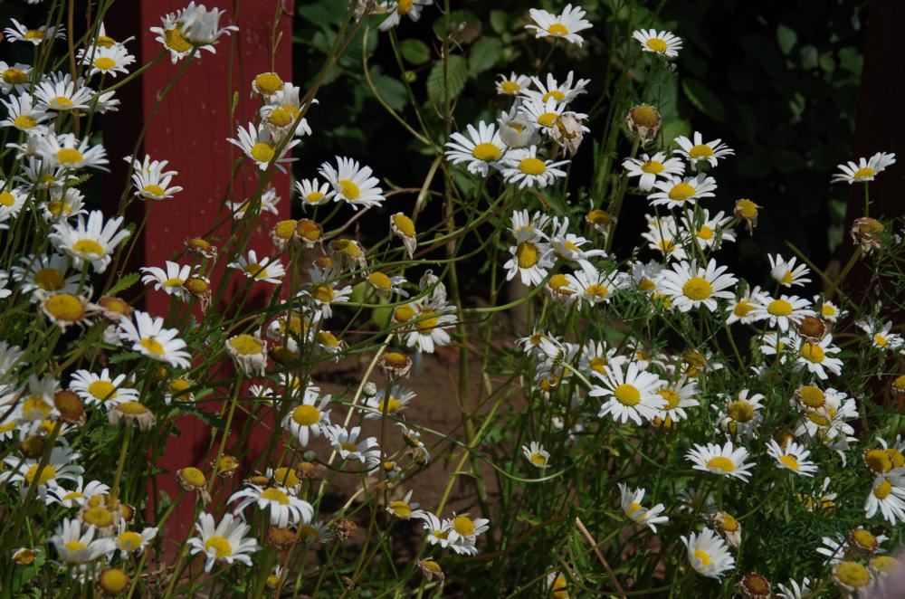 Plantenfiche-Leucanthemum-vulgare-Maikonigin-