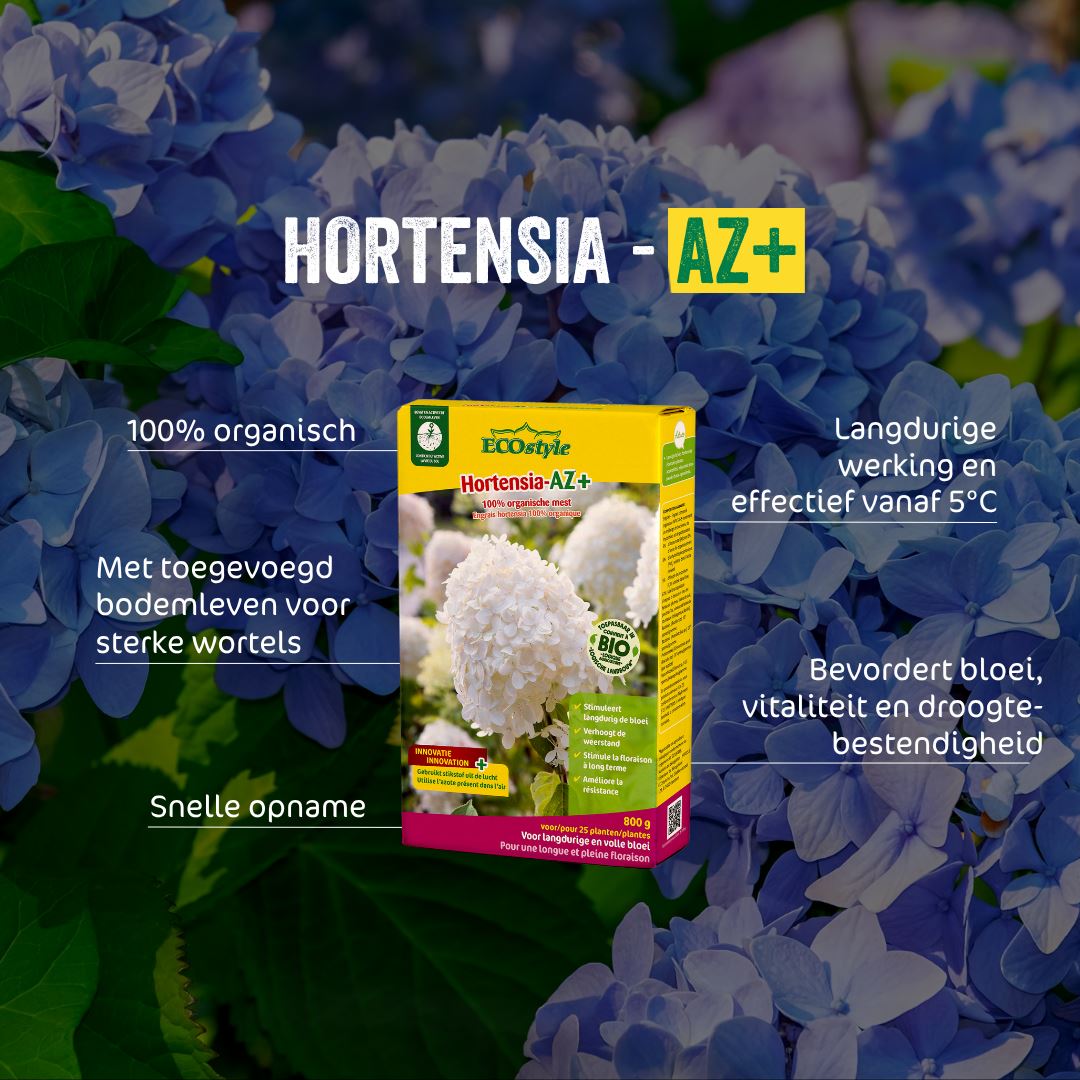 Hortensia-AZ-1-6-kg