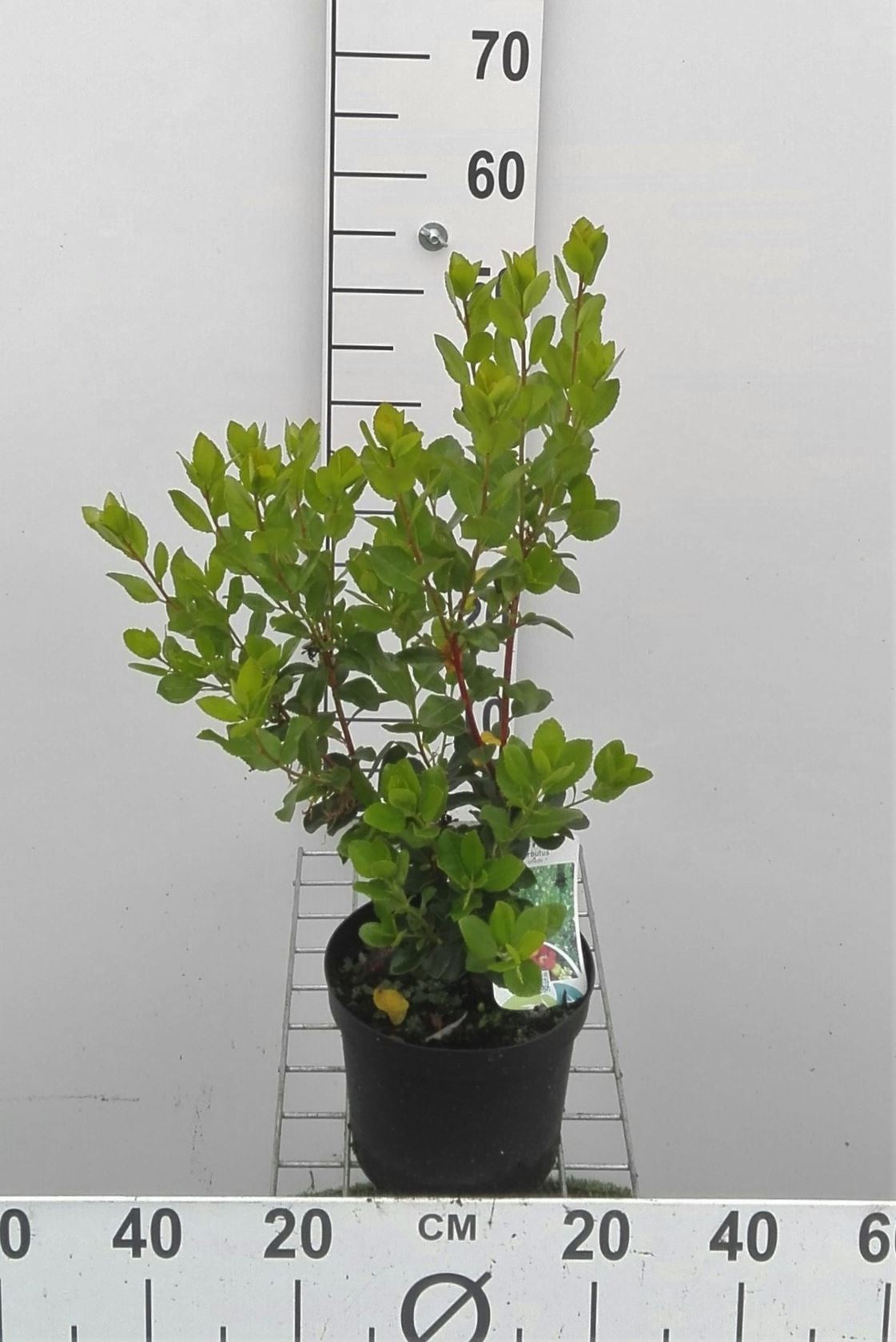 Arbutus unedo - pot 3L - 30-40 cm