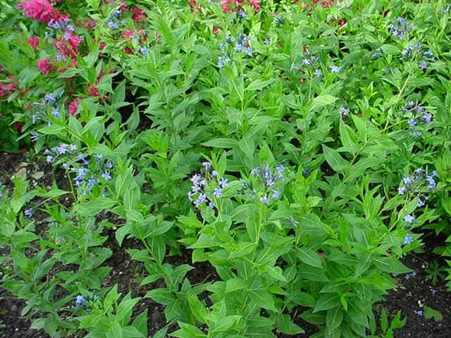 Plantenfiche-Amsonia-tabernaemontana-var-salicifolia