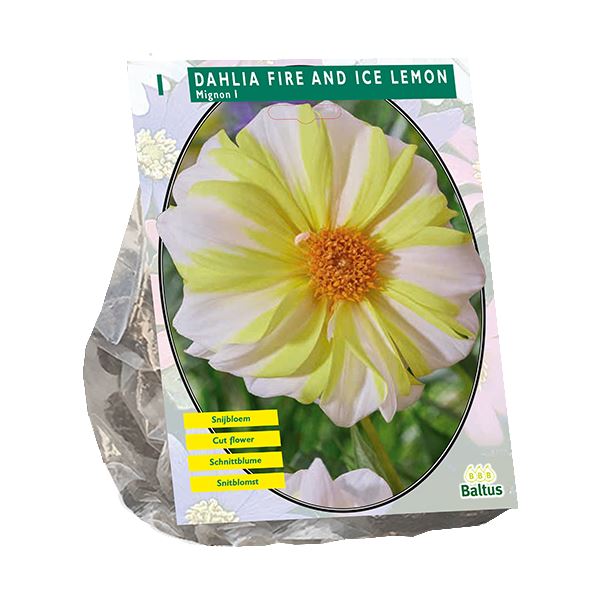 Dahlia-Fire-and-Ice-Lemon-per-1