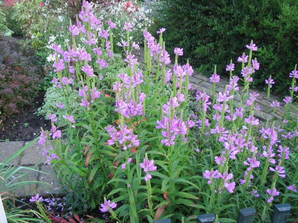 Plantenfiche-Physostegia-virginiana-Rosea-