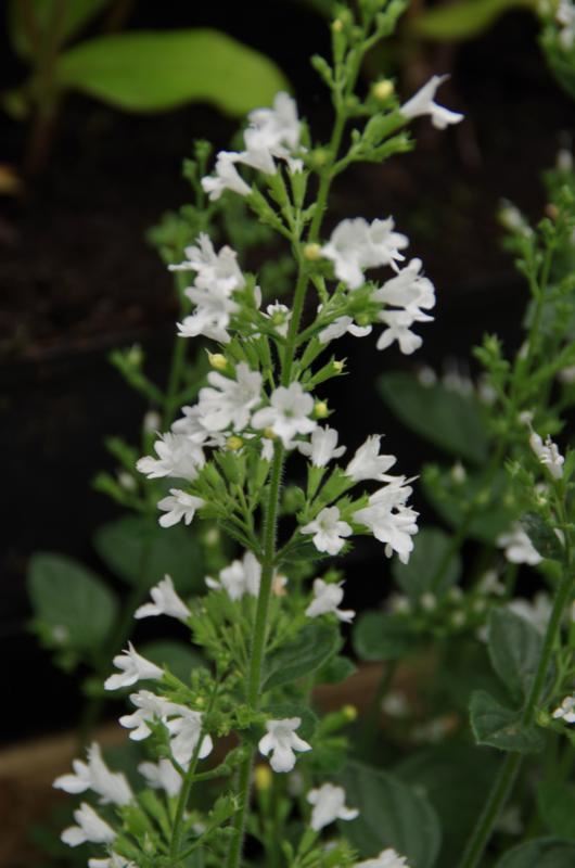 Plantenfiche-Calamintha-nepeta-White-Cloud-Steentijm-
