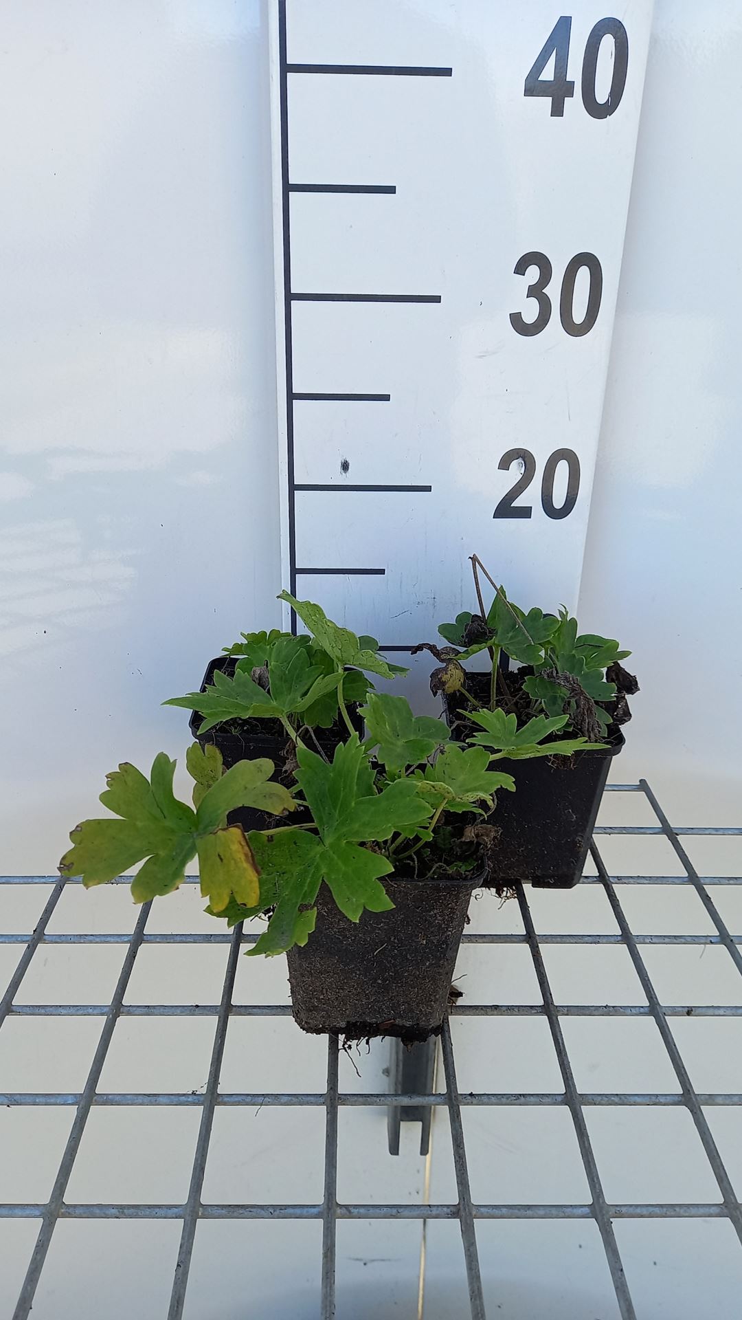 Aconitum lamarckii - pot 9x9 cm